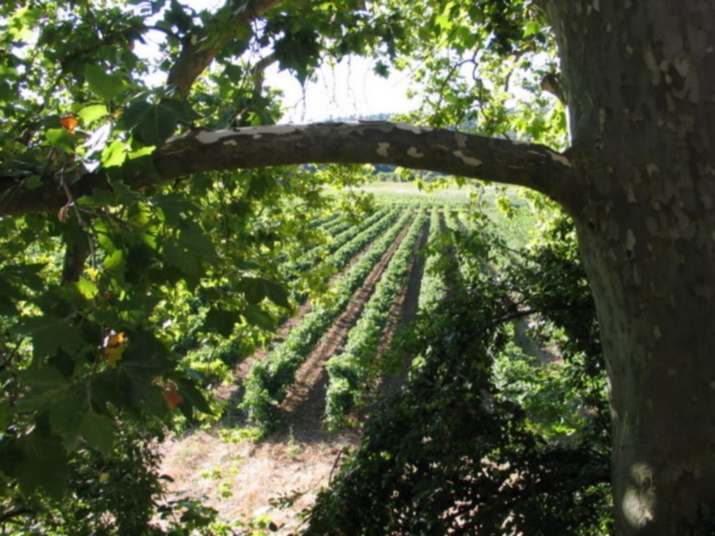 ホテル Domaine Saint Dominique Seillons-Source-d'Argens エクステリア 写真